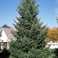 Attēlu rezultāti vaicājumam “Pseudotsuga menziesii”