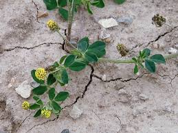 Attēlu rezultāti vaicājumam “Medicago”