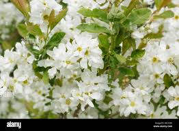 Attēlu rezultāti vaicājumam “Exochorda giraldii var. wilsonii”