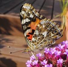 Attēlu rezultāti vaicājumam “Vanessa cardui upperside”