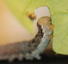 Attēlu rezultāti vaicājumam “Mamestra brassicae larva”