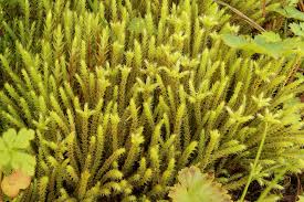 Attēlu rezultāti vaicājumam “Philonotis sporophyte”