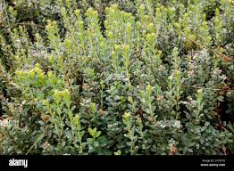 Attēlu rezultāti vaicājumam “Vaccinium uliginosum leaf”