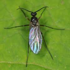 Attēlu rezultāti vaicājumam “Sciaridae”