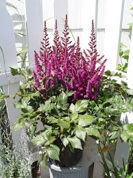 Attēlu rezultāti vaicājumam “Astilbe chinensis bud”