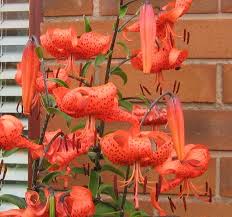 Attēlu rezultāti vaicājumam “Lilium lancifolium bud”