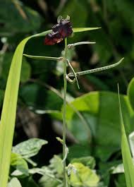 Attēlu rezultāti vaicājumam “Siphoptychium violaceum macro”