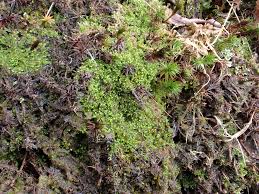 Attēlu rezultāti vaicājumam “Harpanthus scutatus”