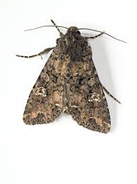 Attēlu rezultāti vaicājumam “Mamestra brassicae”