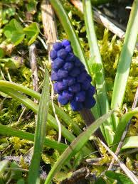 Attēlu rezultāti vaicājumam “Muscari neglectum flower”
