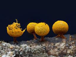 Attēlu rezultāti vaicājumam “Physarum psittacinum stalked”