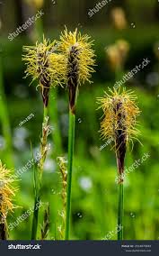 Attēlu rezultāti vaicājumam “Carex pilosa”