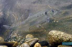 Image result for Alosa alosa