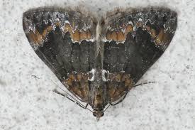 Attēlu rezultāti vaicājumam “Dysstroma truncata”