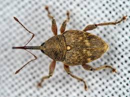 Attēlu rezultāti vaicājumam “Curculio nucum”