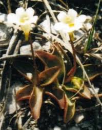 Attēlu rezultāti vaicājumam “Pinguicula alpina”