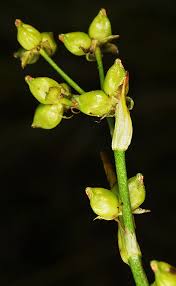 Attēlu rezultāti vaicājumam “Scheuchzeriaceae”