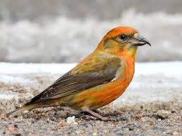 Image result for Loxia curvirostra