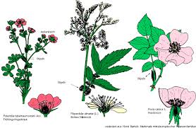 Image result for Rosengewächse