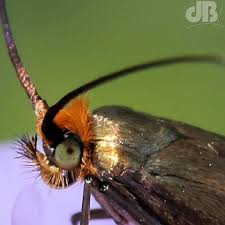 Attēlu rezultāti vaicājumam “Nemophora metallica”
