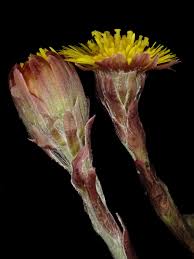 Attēlu rezultāti vaicājumam “Tussilago farfara bud”