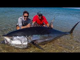 Image result for giant tuna