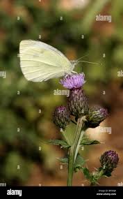 Attēlu rezultāti vaicājumam “Pieris brassicae female”