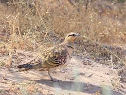 Image result for Syrrhaptes paradoxus