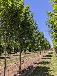 Attēlu rezultāti vaicājumam “Acer campestre”