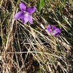 Attēlu rezultāti vaicājumam “Viola canina leaf”