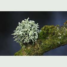 Attēlu rezultāti vaicājumam “Ramalina fastigiata”