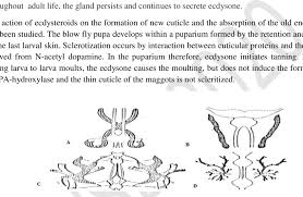 Attēlu rezultāti vaicājumam “Blattoptera”