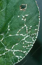 Attēlu rezultāti vaicājumam “Diachea leucopodia”