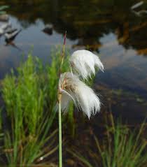 Attēlu rezultāti vaicājumam “Eriophorum gracile leaf”