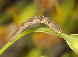 Attēlu rezultāti vaicājumam “Eupithecia subumbrata”