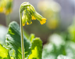 Image result for Primula veris