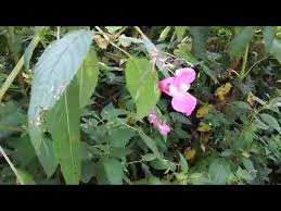 Attēlu rezultāti vaicājumam “Impatiens glandulifera fruit”