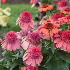 Image result for Echinacea Lustre hybrids