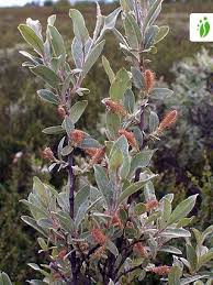 Attēlu rezultāti vaicājumam “Salix lapponum leaf”