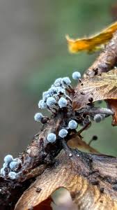 Attēlu rezultāti vaicājumam “Craterium minutum macro”