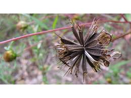 Attēlu rezultāti vaicājumam “Bidens frondosa flower”