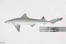Image result for Mustelus canis
