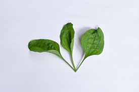 Attēlu rezultāti vaicājumam “Plantago major leaf”