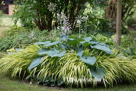 Image result for Hosta sieboldiana 'Elegans'