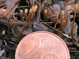 Attēlu rezultāti vaicājumam “Heyderia pusilla”