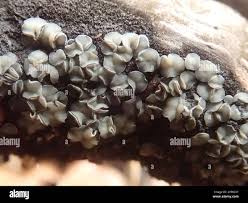 Attēlu rezultāti vaicājumam “Mollisia cinerea”