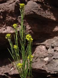 Attēlu rezultāti vaicājumam “Erysimum hieracifolium”