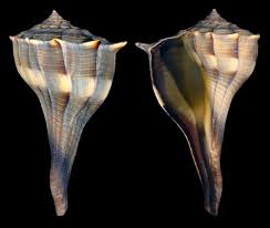 Image result for Sinistrofulgur perversum