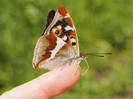 Attēlu rezultāti vaicājumam “Carterocephalus silvicolus underside”