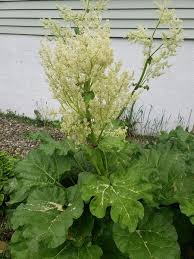 Attēlu rezultāti vaicājumam “Rheum rhabarbarum flower”